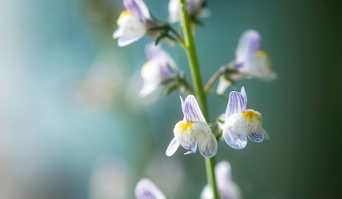 Linaire striée, linaria repens, photographie nature, zipanatura