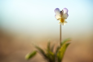 Pensée des champs, Viola arvensis, photographie nature, zipanatura