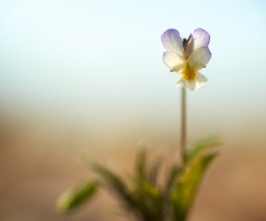 Pensée des champs, Viola arvensis, photographie nature, zipanatura