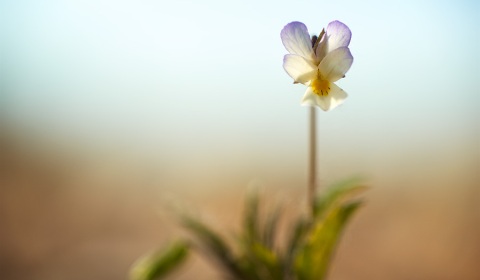 Pensée des champs, Viola arvensis, photographie nature, zipanatura