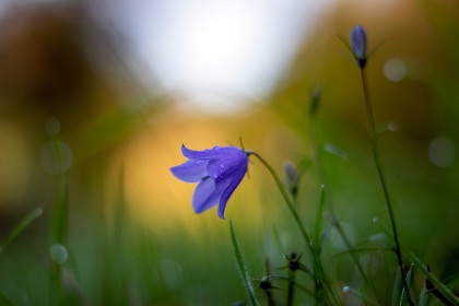 Campanule des champs