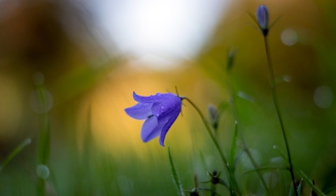 Campanule des champs