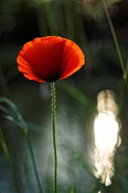 Coquelicot