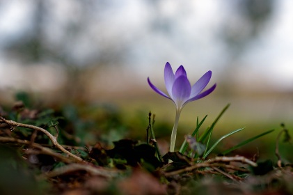 Crocus printanier