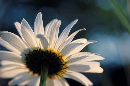 Marguerite