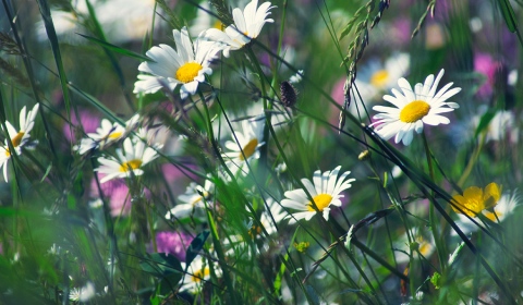 Marguerites