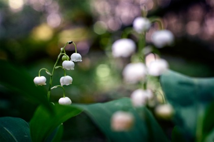 Muguet, convallaria majalis, photographie nature, zipanatura