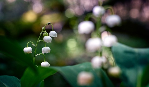 Muguet, convallaria majalis, photographie nature, zipanatura