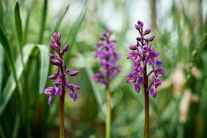 Orchis mâle, orchis mascula, photographie nature, zipanatura