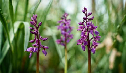 Orchis mâle, orchis mascula, photographie nature, zipanatura