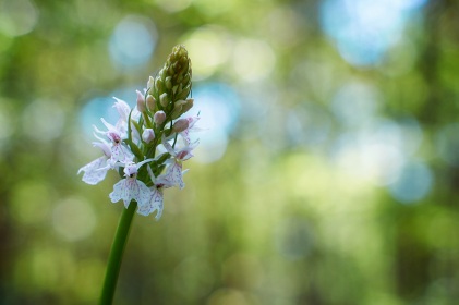 Orchys tachetée, dactylorhiza maculata, photographie nature, zipanatura