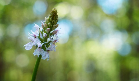 Orchys tachetée, dactylorhiza maculata, photographie nature, zipanatura