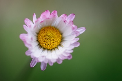 Pâquerette, bellis perennis, photographie nature, zipanatura