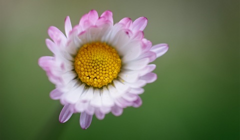 Pâquerette, bellis perennis, photographie nature, zipanatura