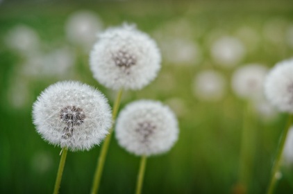 Pissenlits, taraxacum officinale, photographie nature, zipanatura