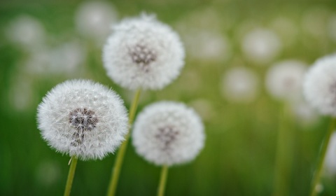 Pissenlits, taraxacum officinale, photographie nature, zipanatura