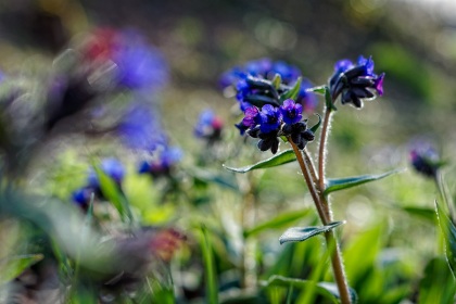 Pulmonaire officinale