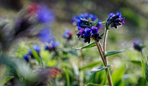 Pulmonaire officinale