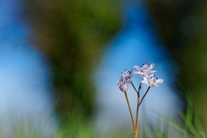 Scille à deux feuilles