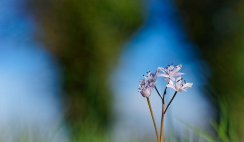 Scille à deux feuilles