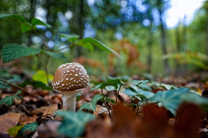 Amanite panthère