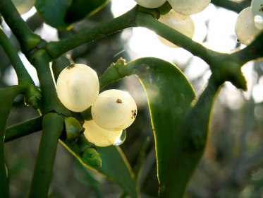 Baies blanches