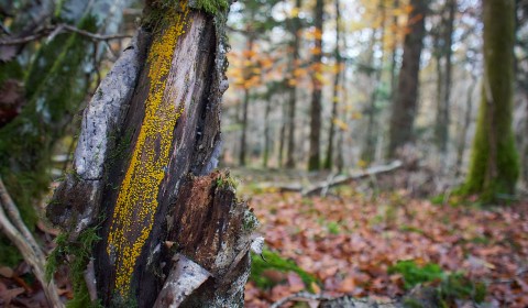 Champigons jaunes sur tronc