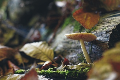 Champignon