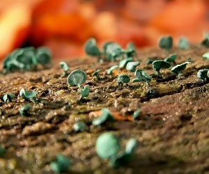 champignons-minuscules-verts
