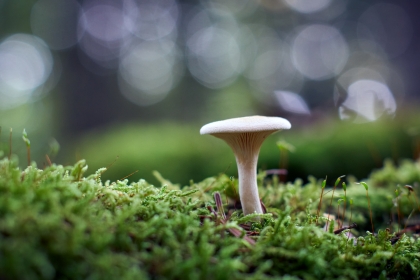 Clitocybe