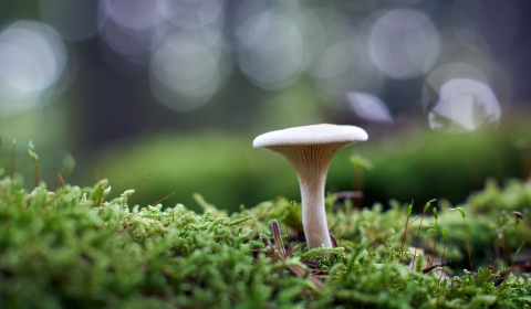 Clitocybe