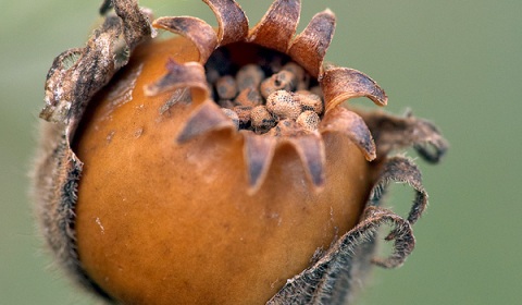 Graines de compagnon blanc