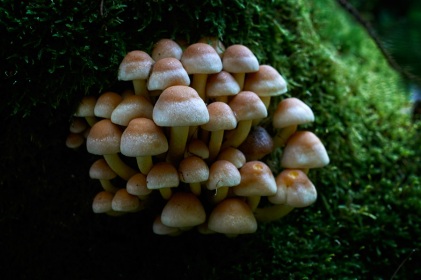Hypholome en touffe