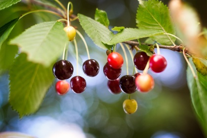 Merises, Prunus avium, photographie nature, zipanatura
