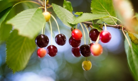 Merises, Prunus avium, photographie nature, zipanatura