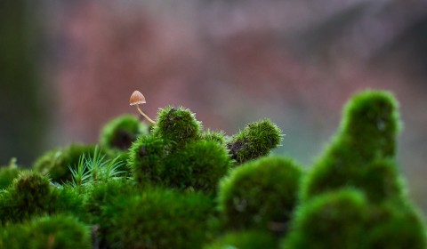 Petit champignon dans la mousse