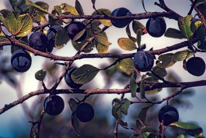Prunes