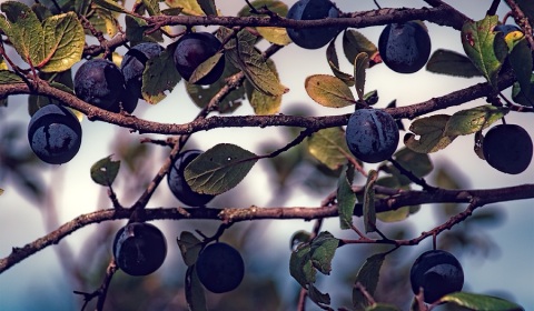Prunes
