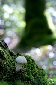 Perles de loup