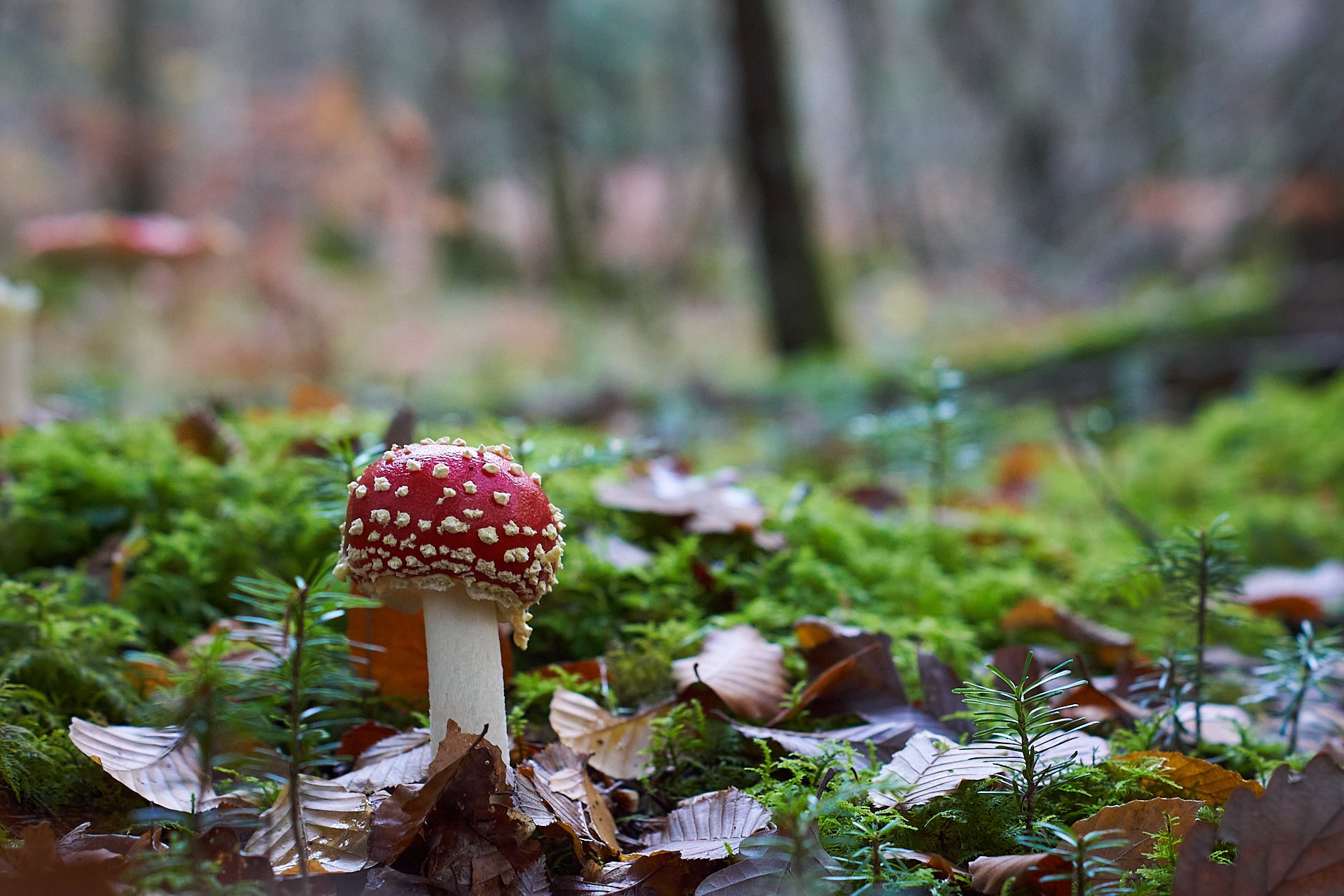 Amanite tue-mouches dans la forêt