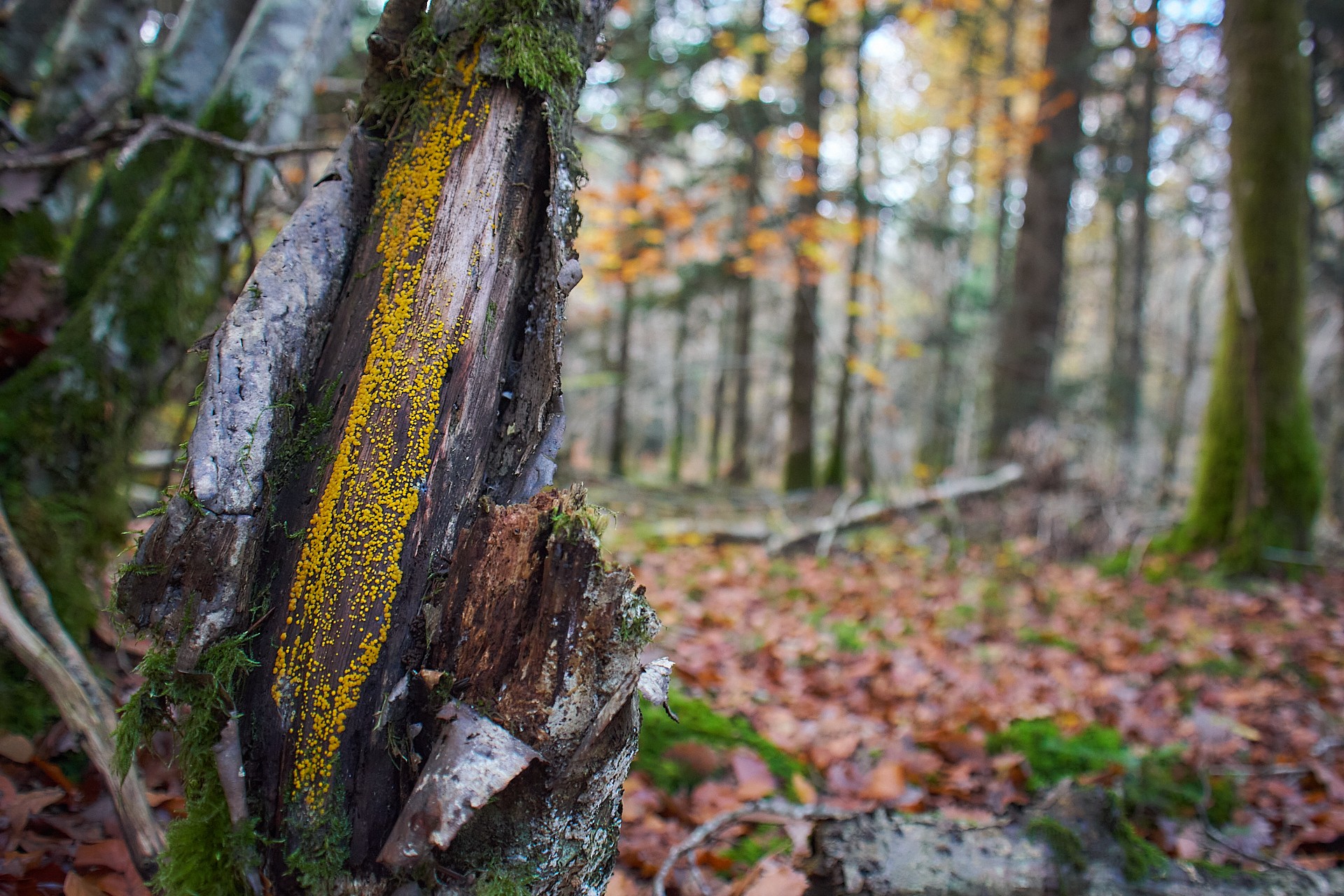 Champigons jaunes sur tronc