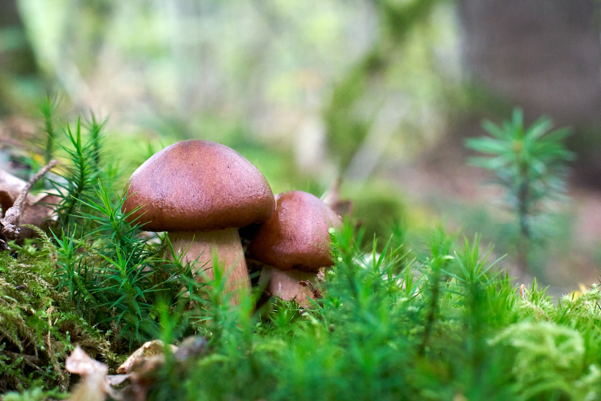 Cèpe des pins