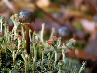 champignon-lichen