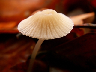 champignon-ombrelle
