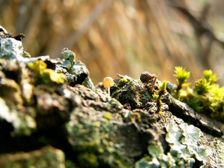 champignon-petit-ecorce