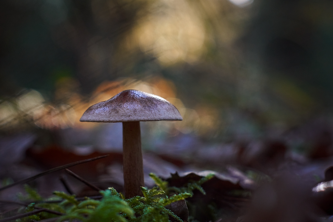 Champignon au chapeau luisant