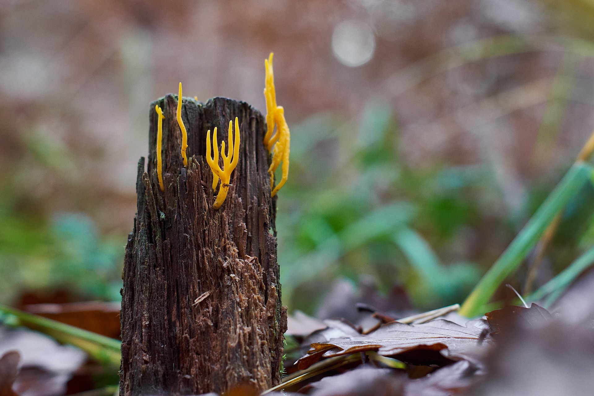 Calocères ou clavaires