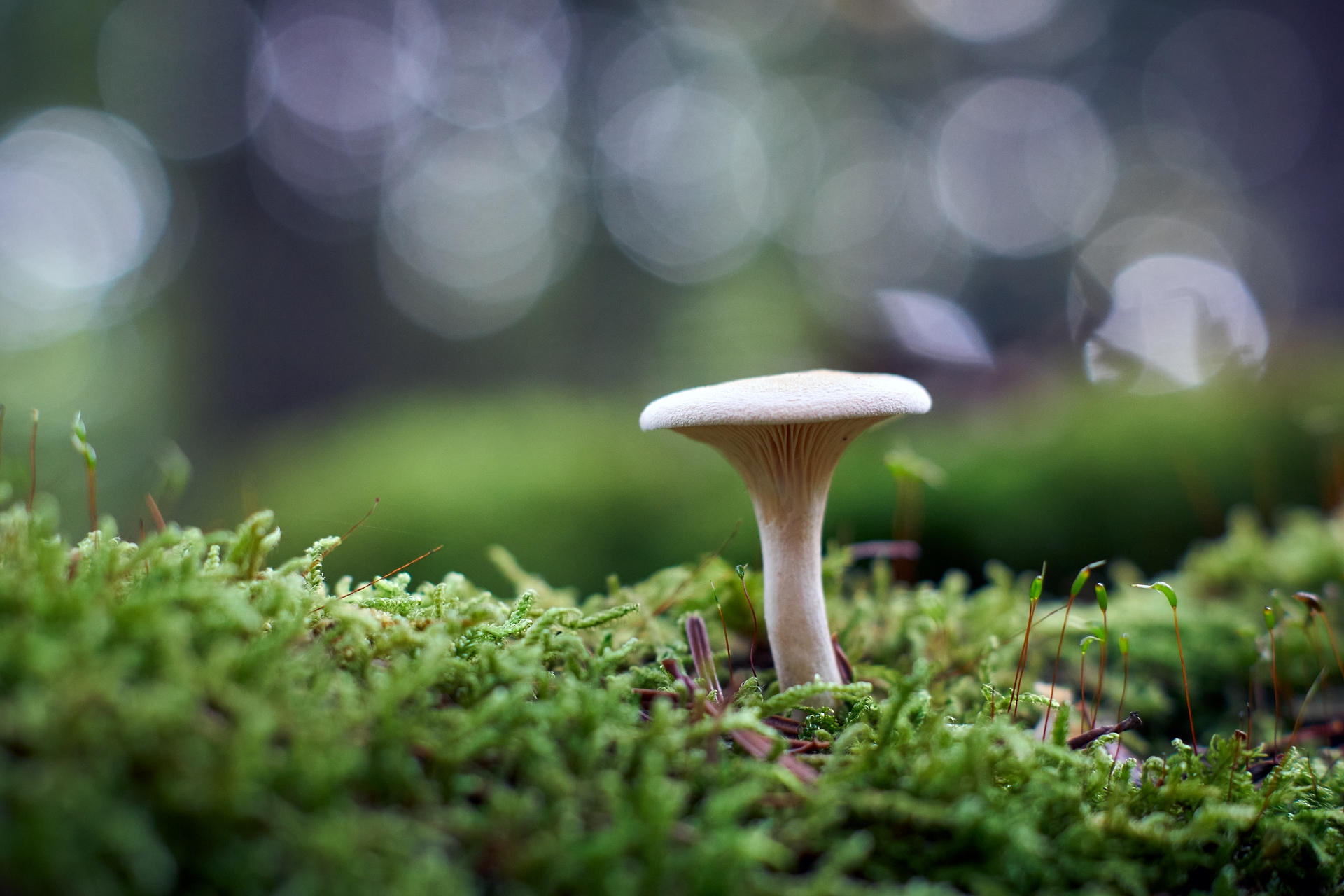 Clitocybe
