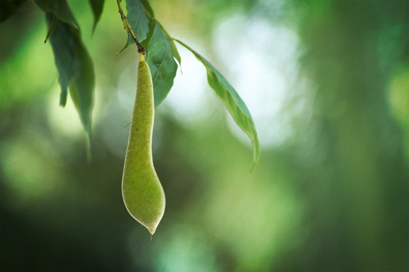 Gousse de glycine
