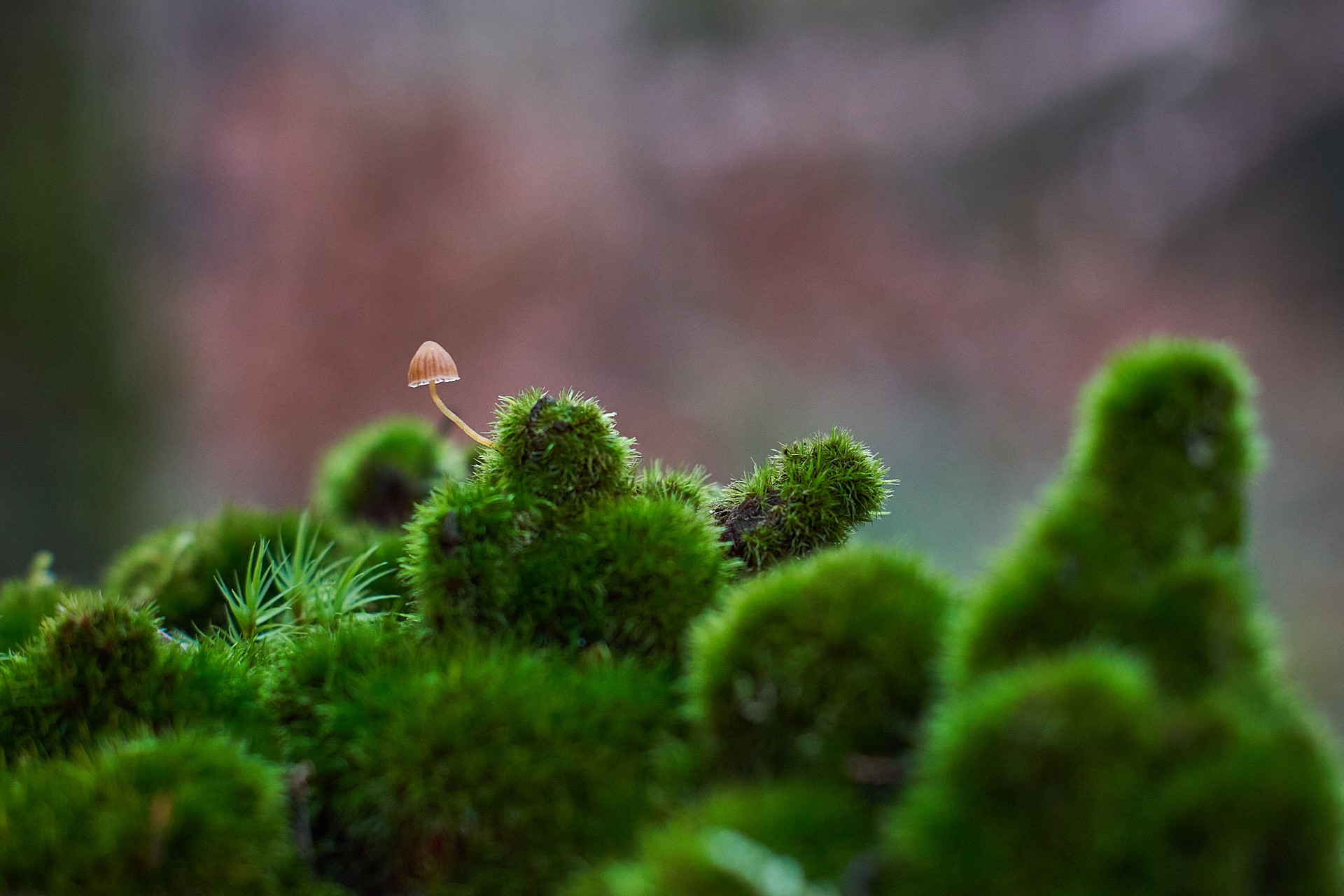 Petit champignon dans la mousse